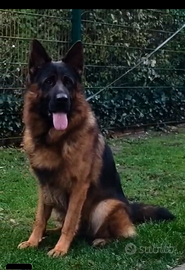 Cuccioli di pastore tedesco