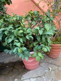 Pianta limone in vaso resina