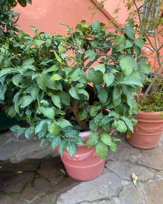 Pianta limone in vaso resina