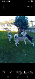 Siberian husky con pedigree disponibile x monta