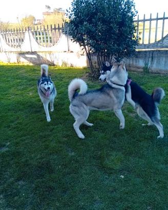 Siberian husky con pedigree disponibile x monta