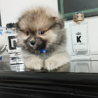 Spitz maschio meraviglioso