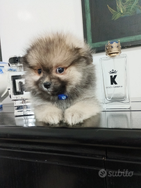 Spitz maschio meraviglioso