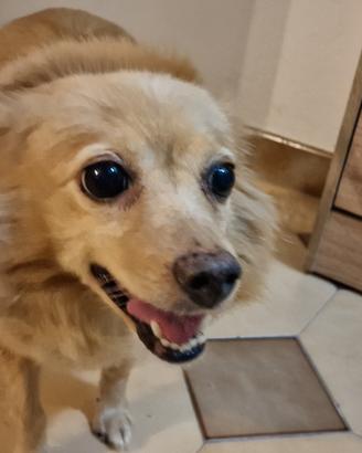 Adozione cagnetta, solo veri amanti degli animali