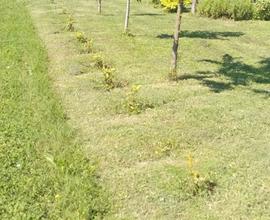 Terreno agricolo a ghezzano-colignola