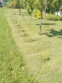 Terreno agricolo a ghezzano-colignola