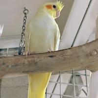 I pulcini di calopsitta