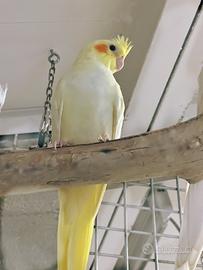 I pulcini di calopsitta