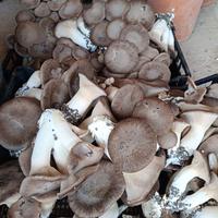 BALLETTE CARDONCELLO 