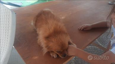 Cani pomerania