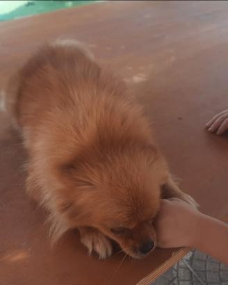 Cani pomerania