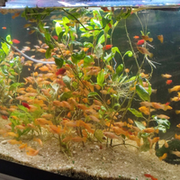 Golden Molly per acquari di acqua dolce