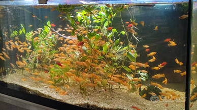 Golden Molly per acquari di acqua dolce