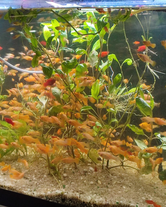 Golden Molly per acquari di acqua dolce