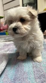 Cuccioli di Maltese
