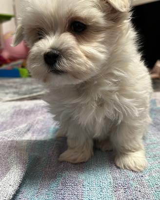 Cuccioli di Maltese