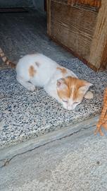 gattino meticcio