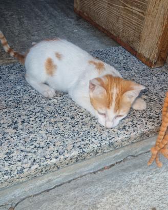 gattino meticcio