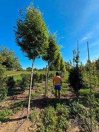 Zelkova serrata