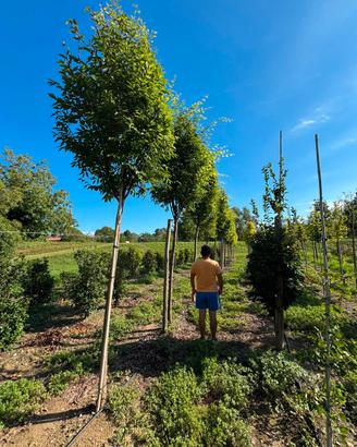Zelkova serrata