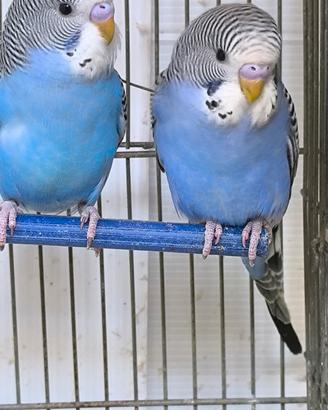 Cocorite,pappagalli,inseparabili,uccelli,ondulati