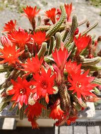 Set N 10 polloni cactus stupenda fioritura