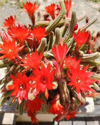 Set N 10 polloni cactus stupenda fioritura