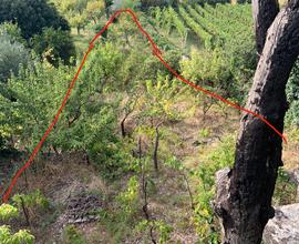 Terreno agricolo Viagrande