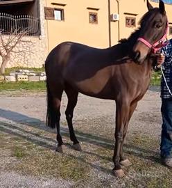 Cavallo mini trotter
