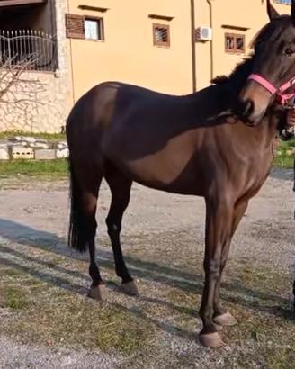 Cavallo mini trotter