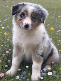 Cuccioli di Pastore Australiano