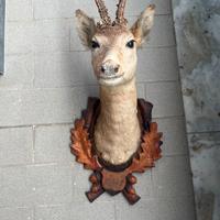 Trofeo di caccia, animale imbalsamato