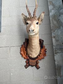 Trofeo di caccia, animale imbalsamato