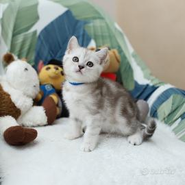 Gattino British shorthair dolcissimo, scottish