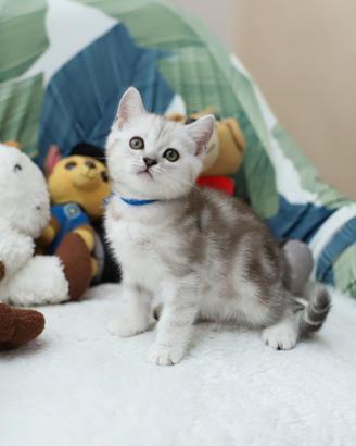 Gattino British shorthair dolcissimo, scottish