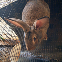 Conigli media taglia