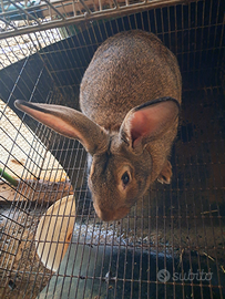 Conigli media taglia