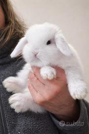 Minilop libretto sanitario completo