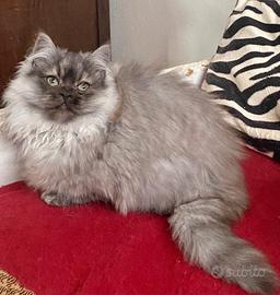 Gattino MASCHIO di persiano normotipo