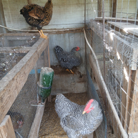 Galli e galline ornamentali