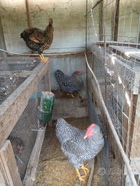 Galli e galline ornamentali