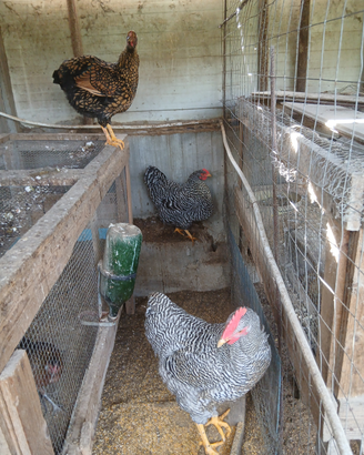 Galli e galline ornamentali