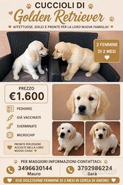 Cucciole di golden retriver
