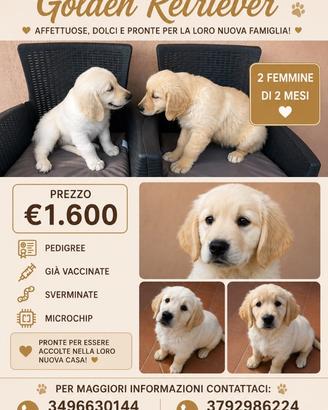 Cucciole di golden retriver