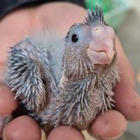 Pulli da imbecco pappagalli Calopsite