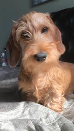 Bassotti a pelo duro