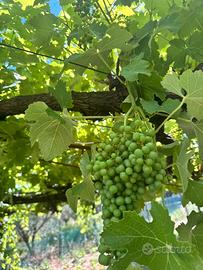 Uva da vino