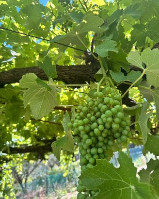 Uva da vino