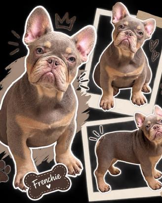Cucciolo bulldog francese