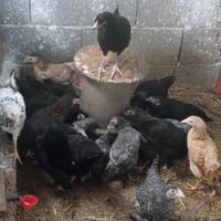 Galletti e pollastre